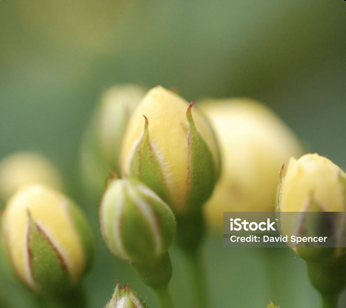 Yellow Rose